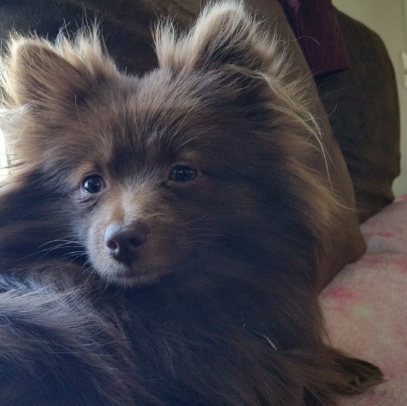 Meet your Posher, Stephanie - Picture 6 of 7